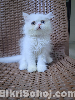 Persian cat